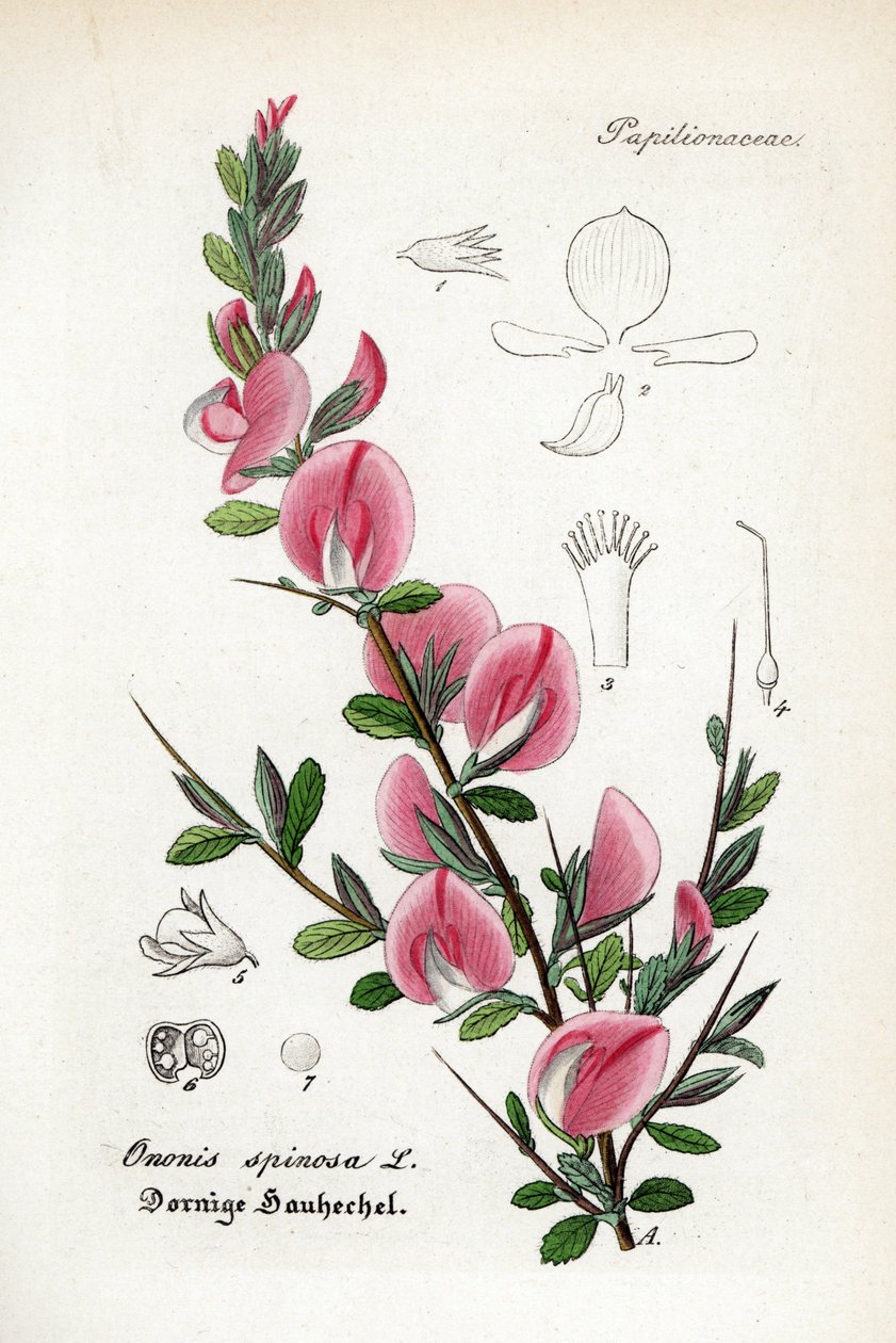 Spiny restharrow，Ononis spinosa。Willibald Artus 博士的 Hand-Atlas sammtlicher mediinisch-pharmaceutischer Gewachse 手绘铜版画 作者 未知艺术家
