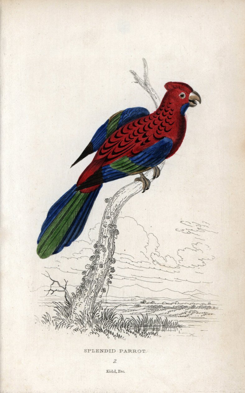锦绣鹦鹉（Psittacus gloriosus）。Platycerus elegans.约瑟夫-基德（Joseph Kidd）根据约翰-奥杜邦（John Audubon）的绘画绘制的石版画，载于《自然历史杂记》：鹦鹉》，托马斯-迪克-劳德爵士和托马斯-布朗船长，1833 年在苏格兰爱丁堡出版。 作者 未知艺术家