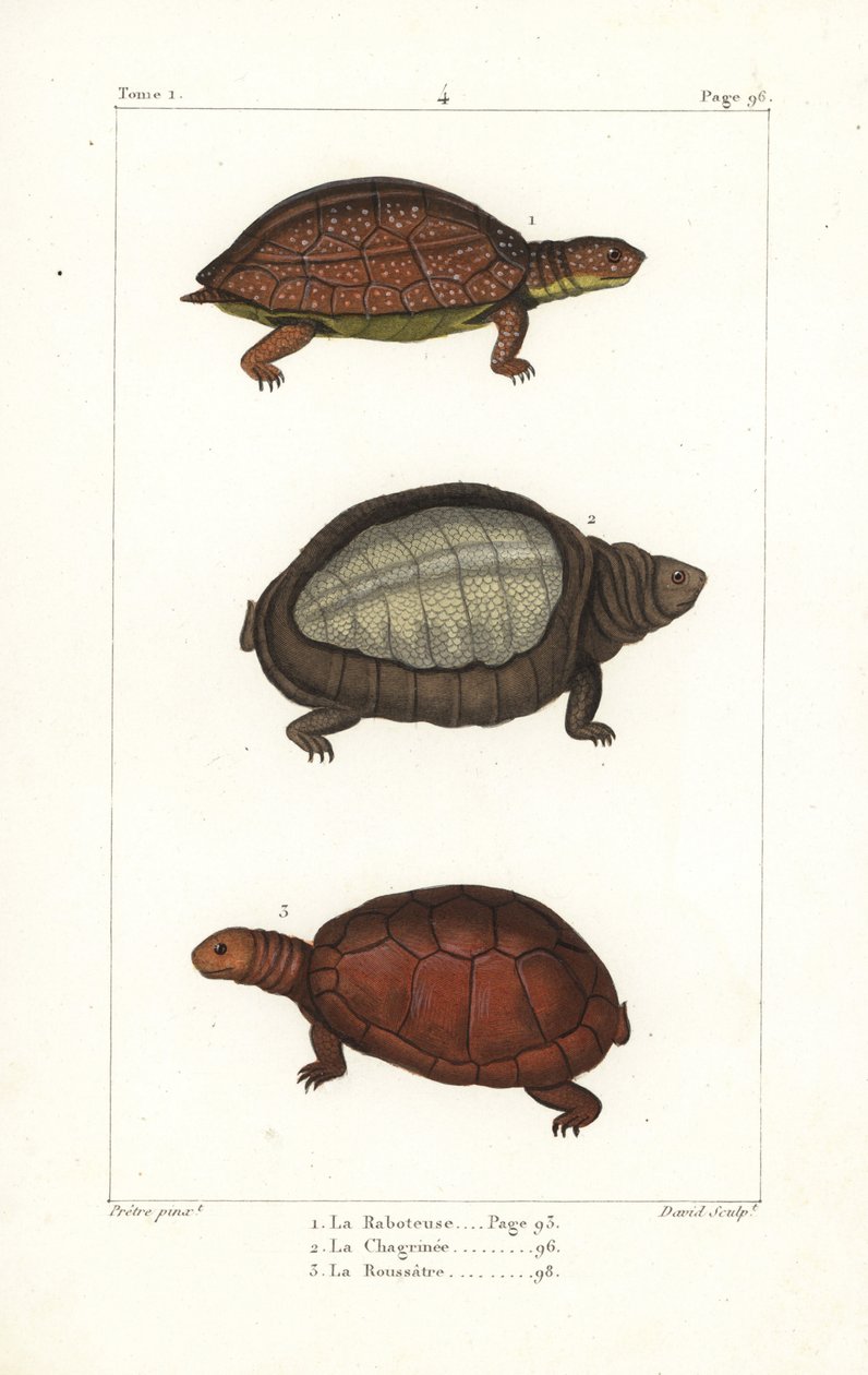 斑腿龟 Rhinoclemmys punctularia 1、印度瓣龟 Lyssemys punctata 2 和北非盔龟 Pelomedusa subrufa olivacea。大卫根据伯尔尼 Jean-Gabriel Pretre 的插图绘制的手工彩色铜版画 作者 未知艺术家
