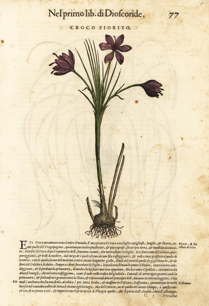 春番红花，Crocus vernus（开花的番红花）。Wolfgang Meyerpick 根据 Giorgio Liberale 从 Pietro Andrea Mattioli 的《Discorsi di P.A. Matthioli ne i sei libri della Materia Medicinale di Pedacio Dioscorid》中选取的插图绘制的手绘木刻版画。 作者 未知艺术家