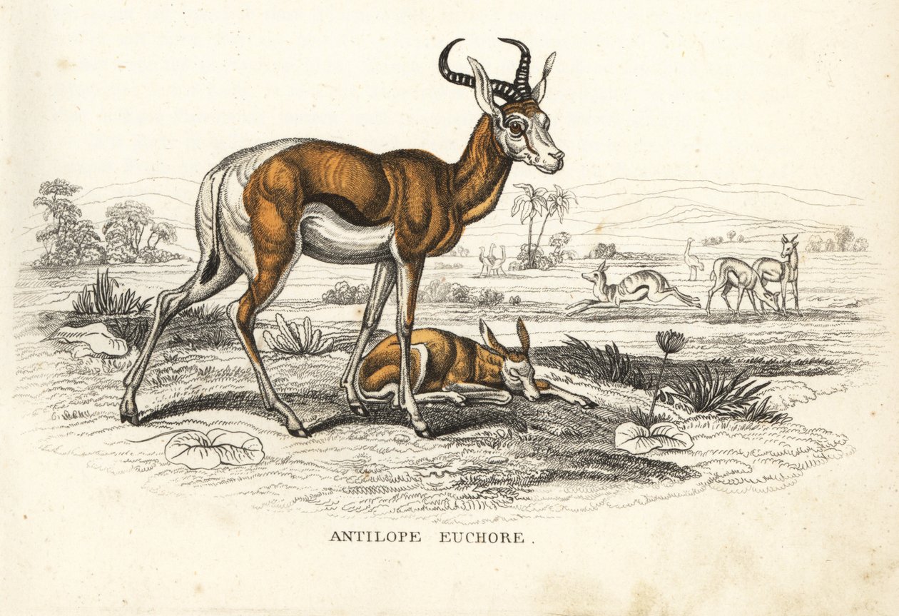 Springbok, Antidorcas marsupialis (Antelope euchore)。Georg Friedrich Treitschke 的自然历史画廊，Naturhistorischer Bildersaal des Thierreiches，Liepzig-1842 手工彩色石版画。 作者 未知艺术家