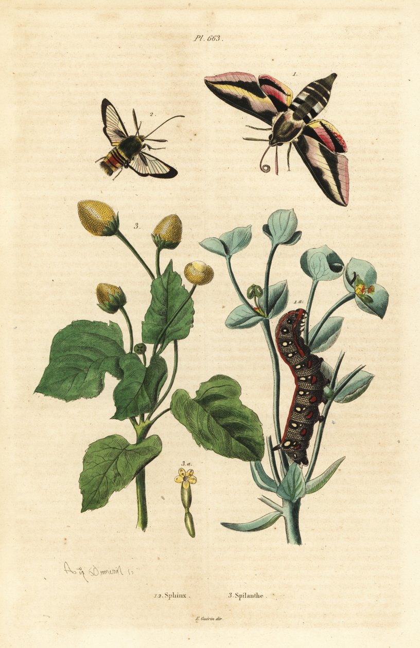 Spurge hawk-moth、Hyles euphorbiae 和毛虫 1、大黄蜂蛾、Sesia apiformis 2 和牙痛植物、Spilanthes 种 作者 不明