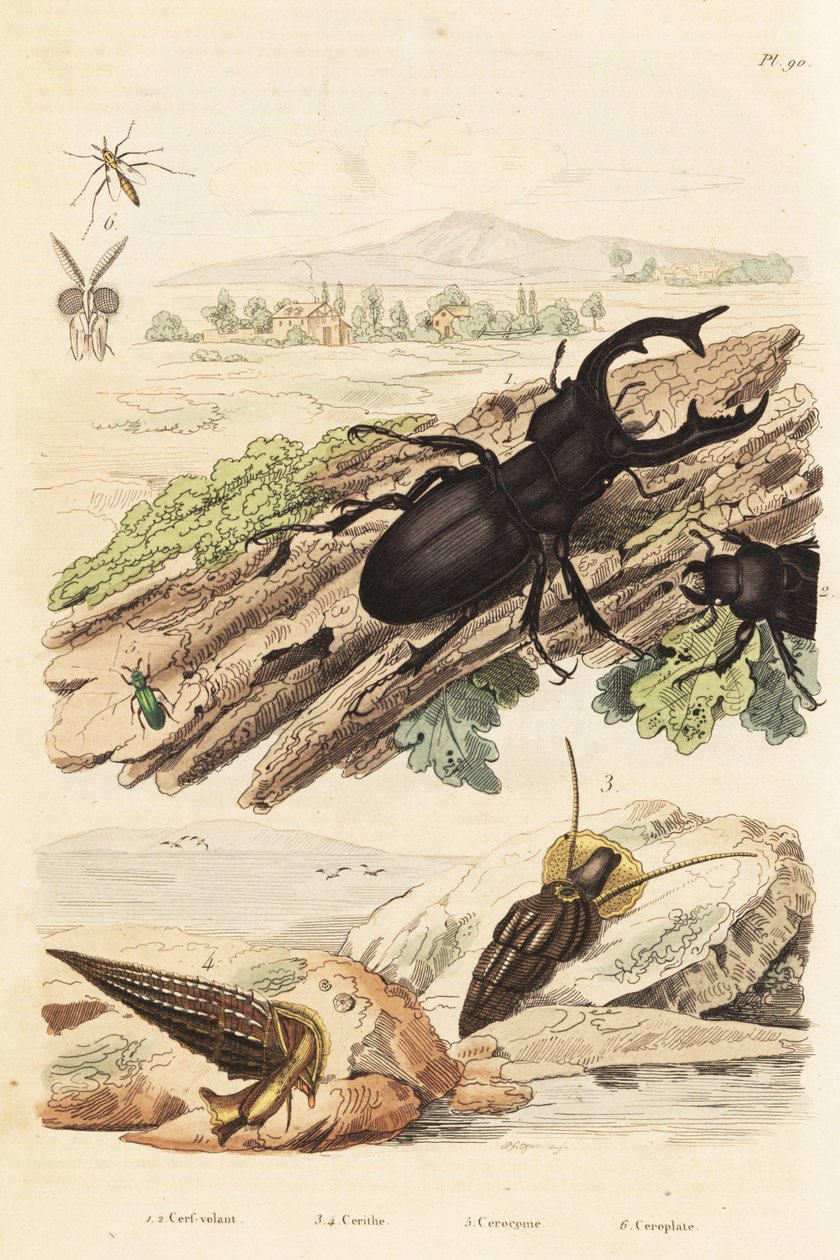 Stag beetle, Lucanus cervus 1, Cerithium sulcatum and Rhinoclavis aspera molluscs 3,4, Cerocoma elateroides 5 and Keroplatus tipuloides wasp 6 作者 不明