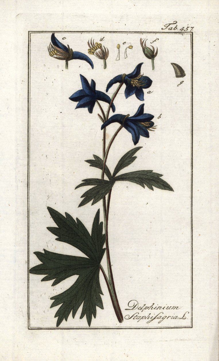 石蒜或虱子草、痛风草或野葡萄（Delphinium staphisagria）。约翰内斯-佐恩（Johannes Zorn，1739-1799 年）"Afbeelding der Artseny-Gewassen "中的石版画，荷兰 作者 未知艺术家