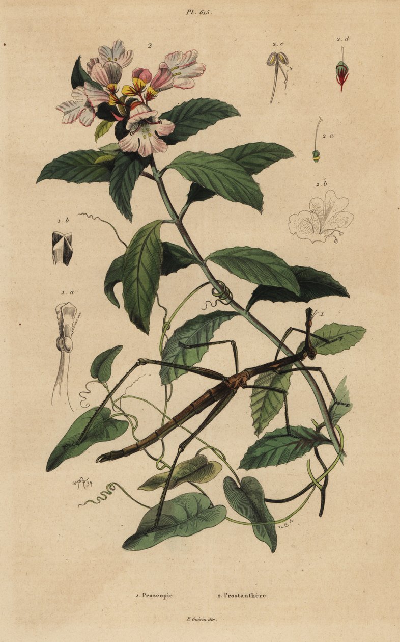 Stick insect, Proscopia granulata 1, and Victorian Christmas bush, Prostanthera lasianthos 2 作者 不明