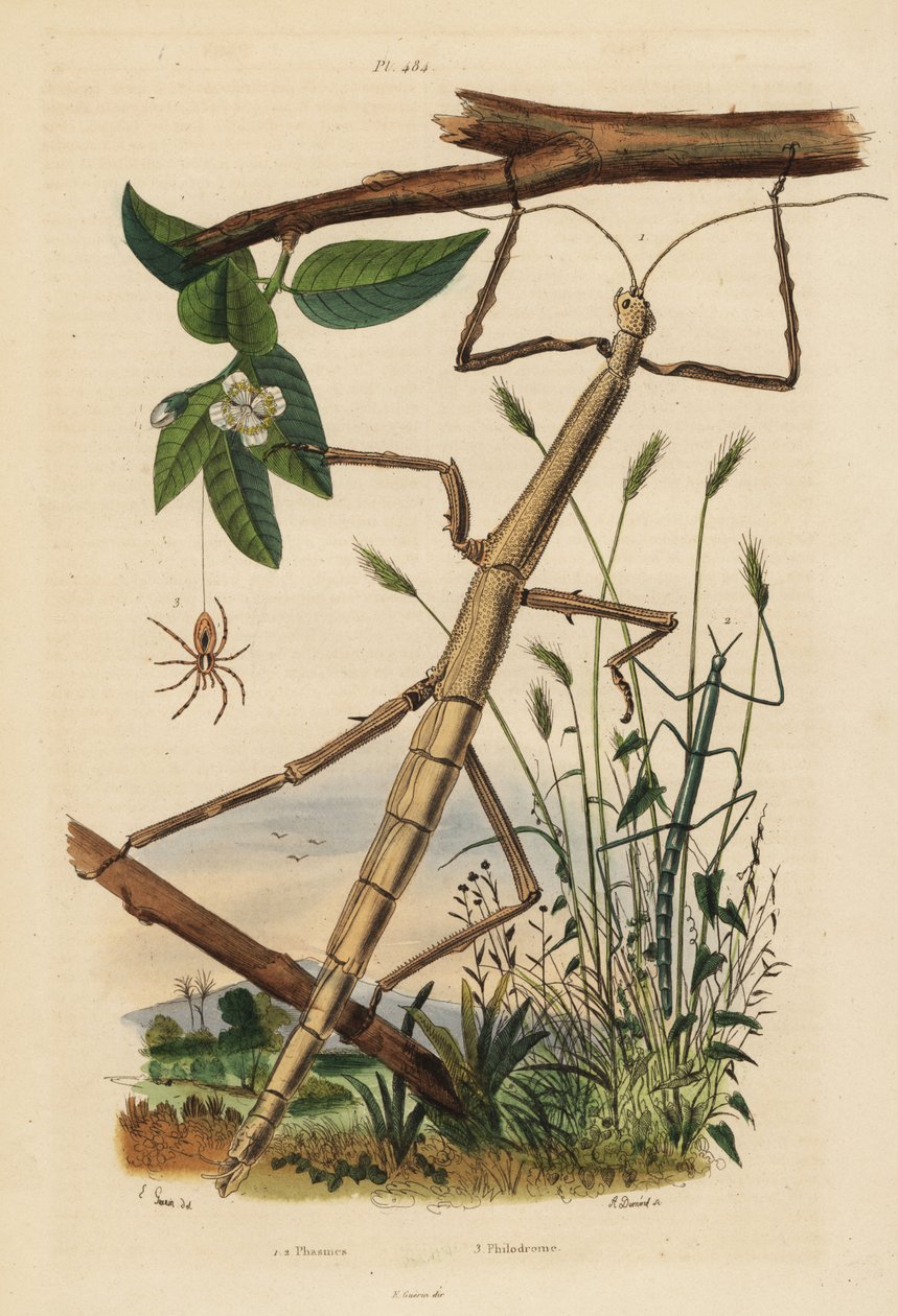 Stick insects or phasmids, Carausius morosus and Clonopsis gallica, and wandering crab spider, Philodromus aureolus 作者 不明