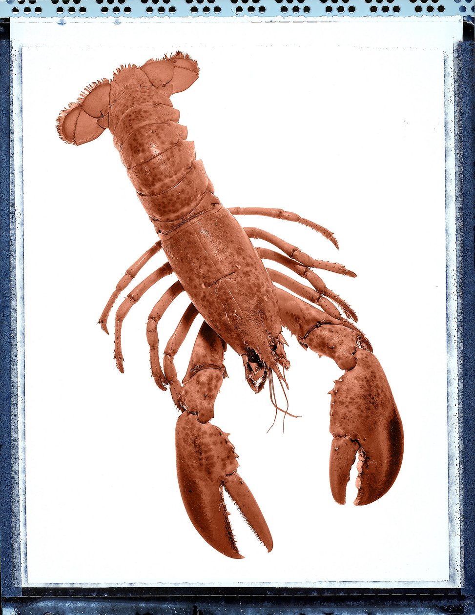 龙虾的静物 作者 不明