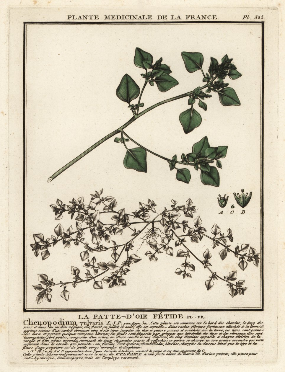 臭鹅掌楸（Chenopodium vulvaria）。 作者 未知艺术家
