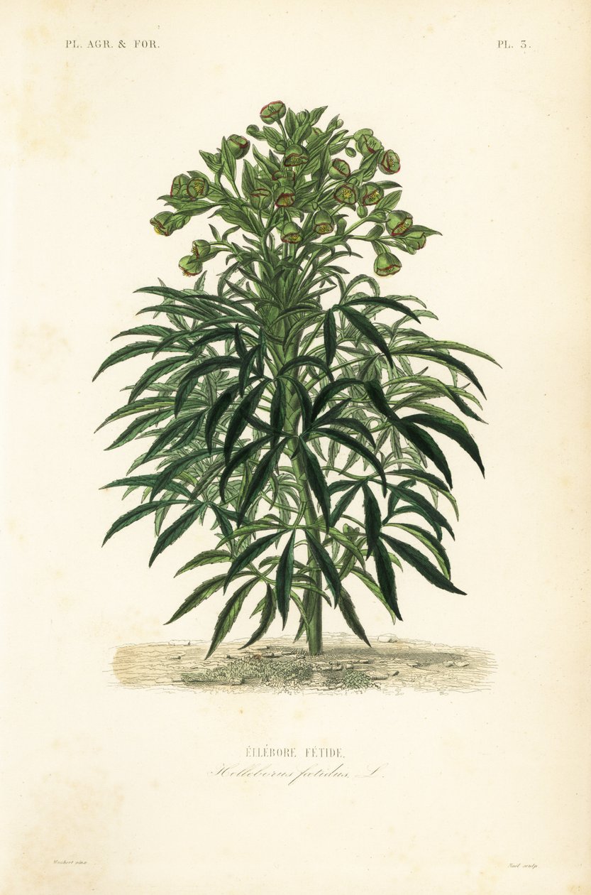 恶臭的藜芦, 臭椿, 臭椿 作者 不明