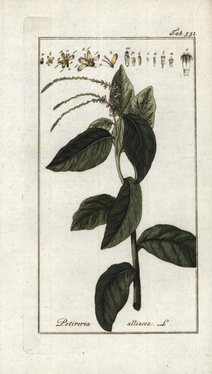 臭马鞭草或大蒜藤（Petiveria alliacea）。石版画，选自约翰内斯-佐恩（1739-1799 年）的 "Afbeelding der Artseny-Gewassen"，荷兰 作者 未知艺术家