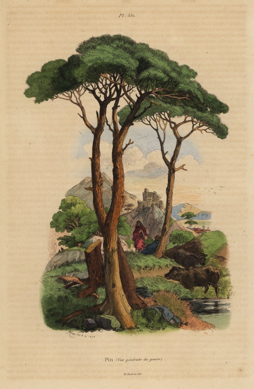 石松, Pinus pinea, Pin 作者 不明