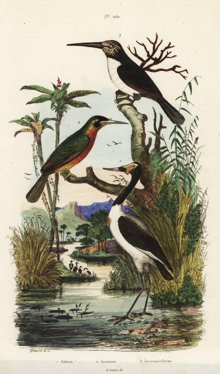 Stork, Jabiru mycteria, rufous-tailed jacamar, Galbula ruficauda and three-toed jacamar, Jacamaralcyon tridactyla 作者 不明