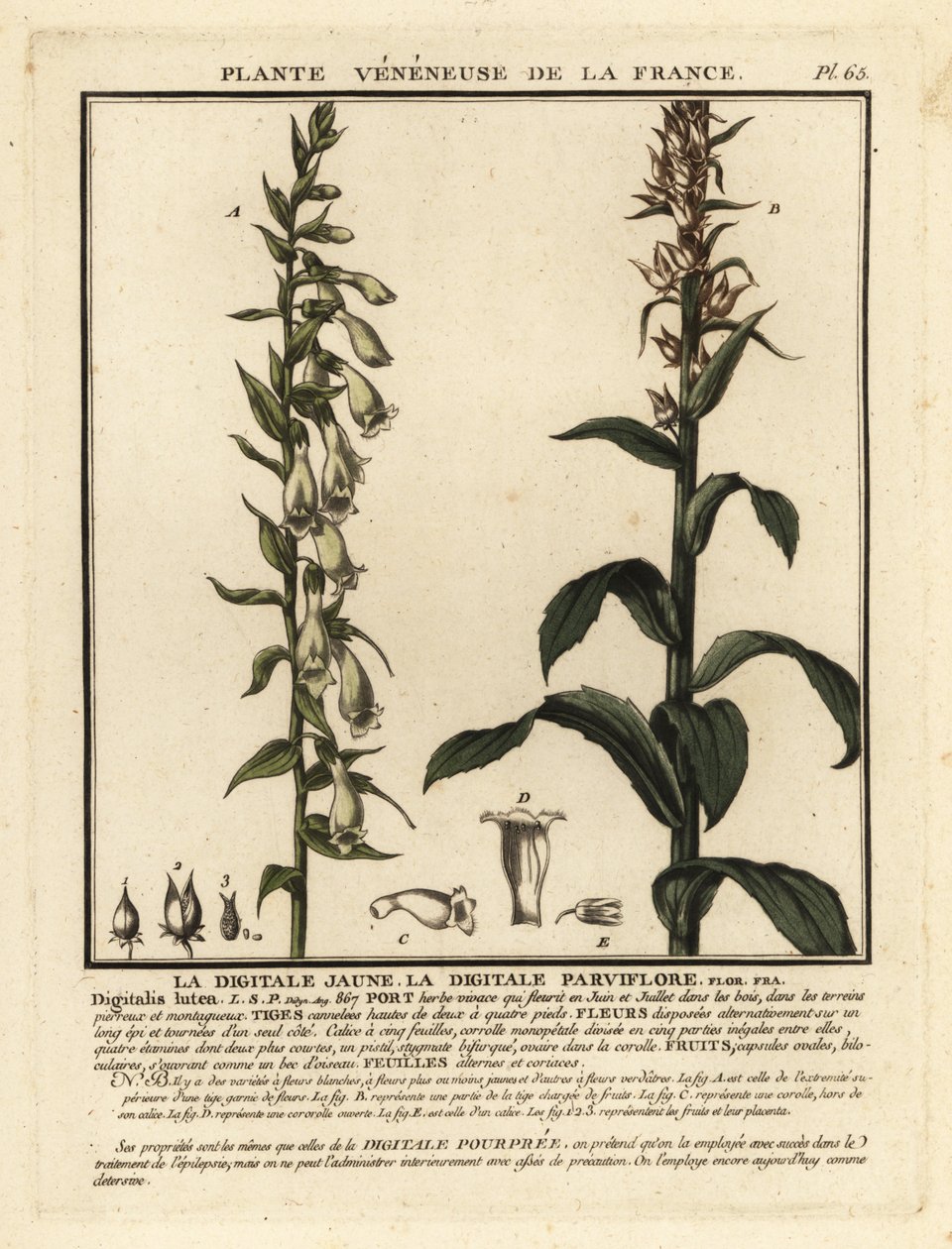 蓑衣草，Digitalis lutea。 作者 未知艺术家