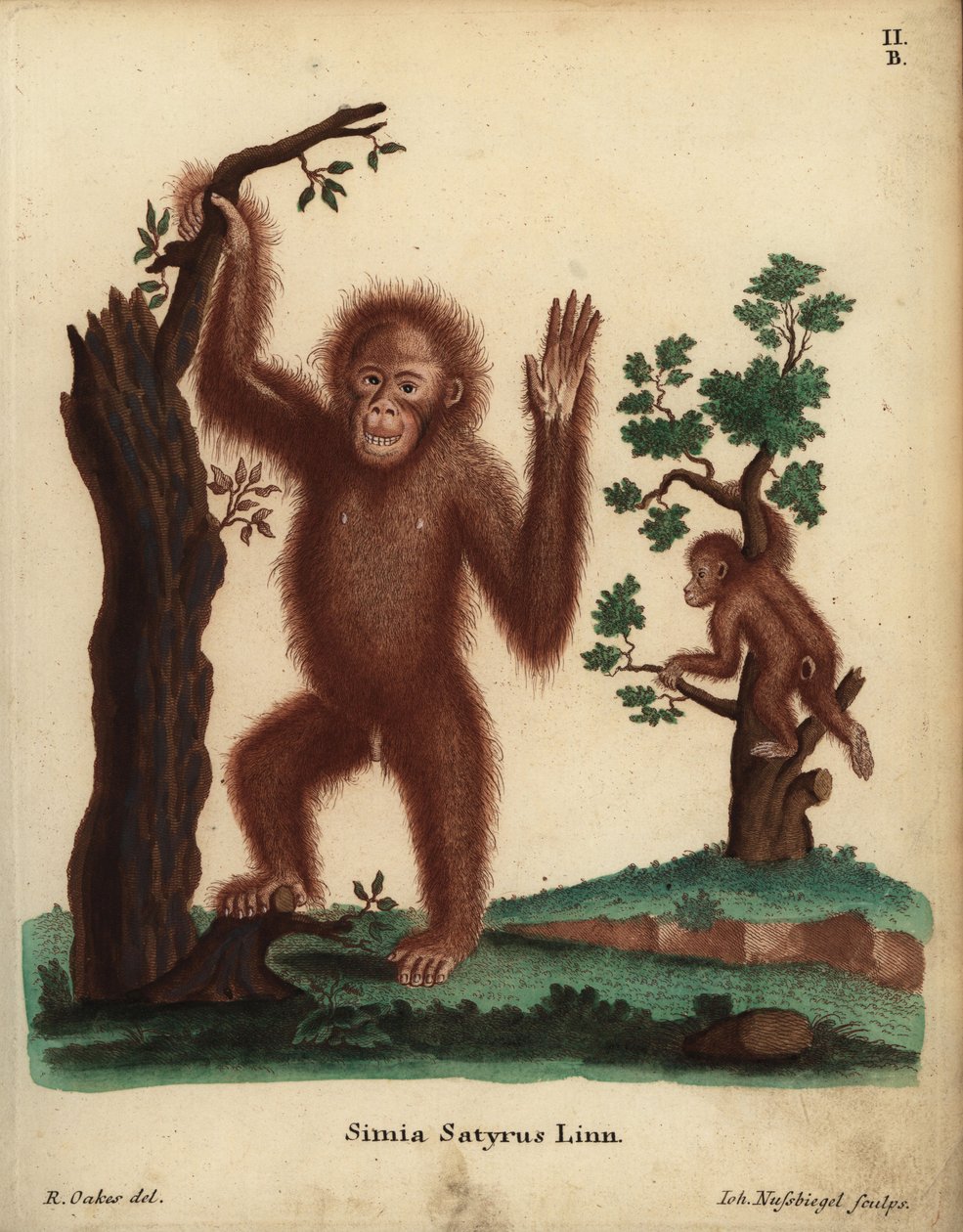 苏门答腊猩猩，Pongo abelii。极度濒危。Simia satyrus Linn.Johann Nussbiegel 根据 R. Oakes 的插图手工绘制的铜版画，插图选自 Johann Christian Daniel Schreber 的《自然动物插图》，或 Schreber 的《自然动物插图》。 作者 未知艺术家