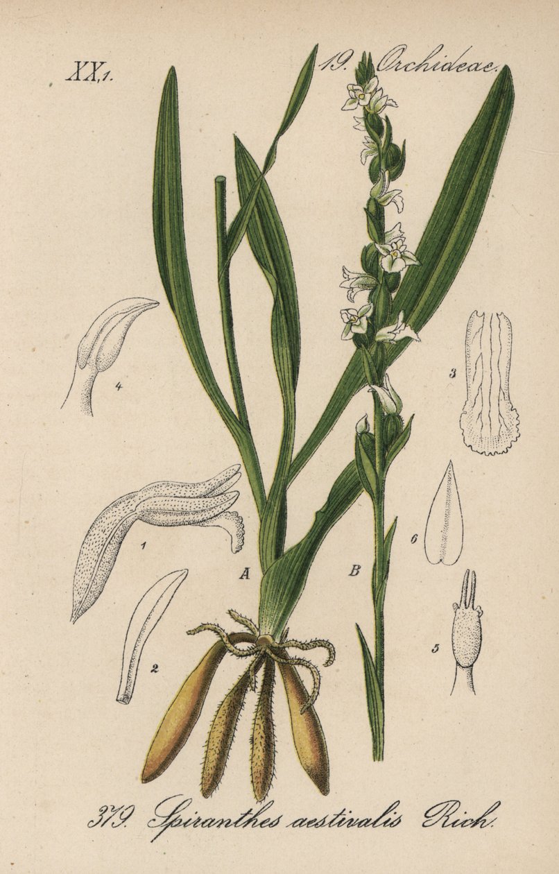 Summer spiranth - Summer ladys-tresses, Spiranthes aestivalis.Diederich von Schlechtendal 的《德国植物》（Flora von Deutschland）中的手工彩色石版画，耶拿 作者 未知艺术家