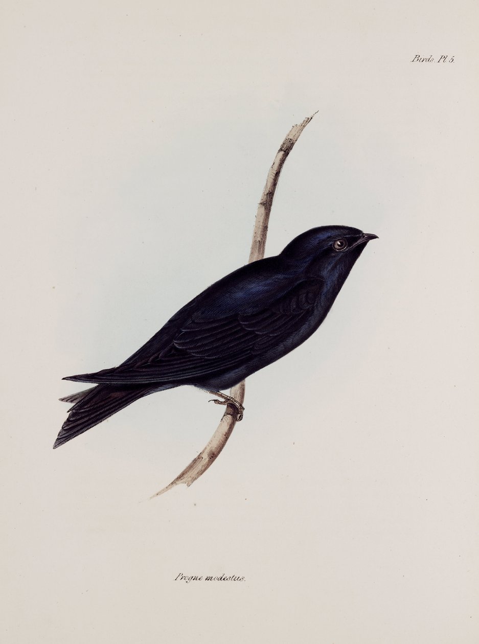 燕子或马汀，南美，约1832-1836年 作者 不明