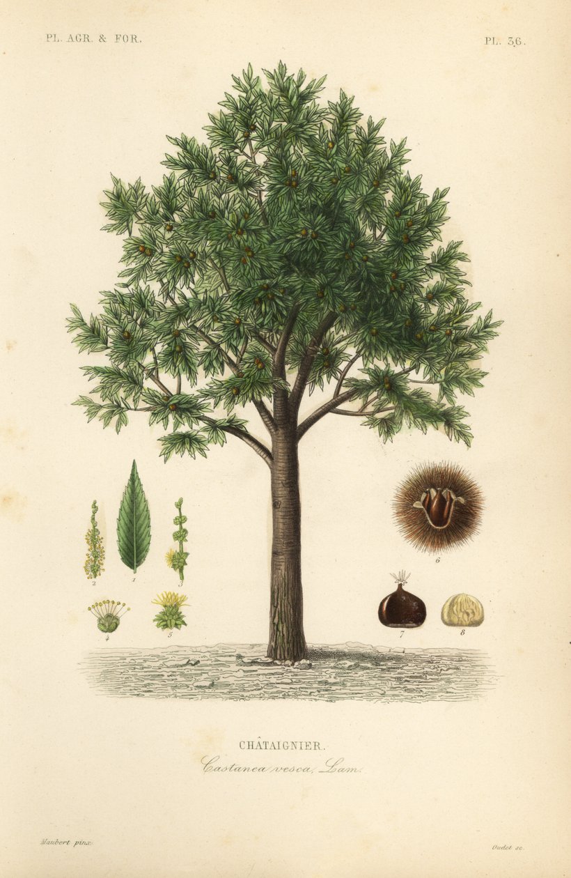 甜栗子，Castanea sativa, Castanea vesca, Chataignier 作者 不明