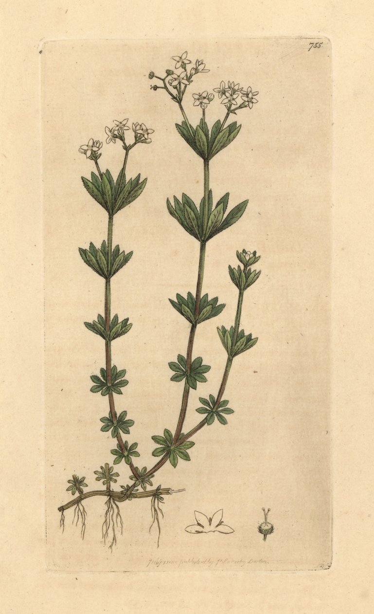 甜香酢浆草，Galium odoratum（甜柴胡或木犀草，Asperula odorata）（gaillet odorant） 根据 James Sowerby 为 James Smith 的《英国植物学》绘制的图画绘制的手工彩色铜版雕刻。 作者 未知艺术家