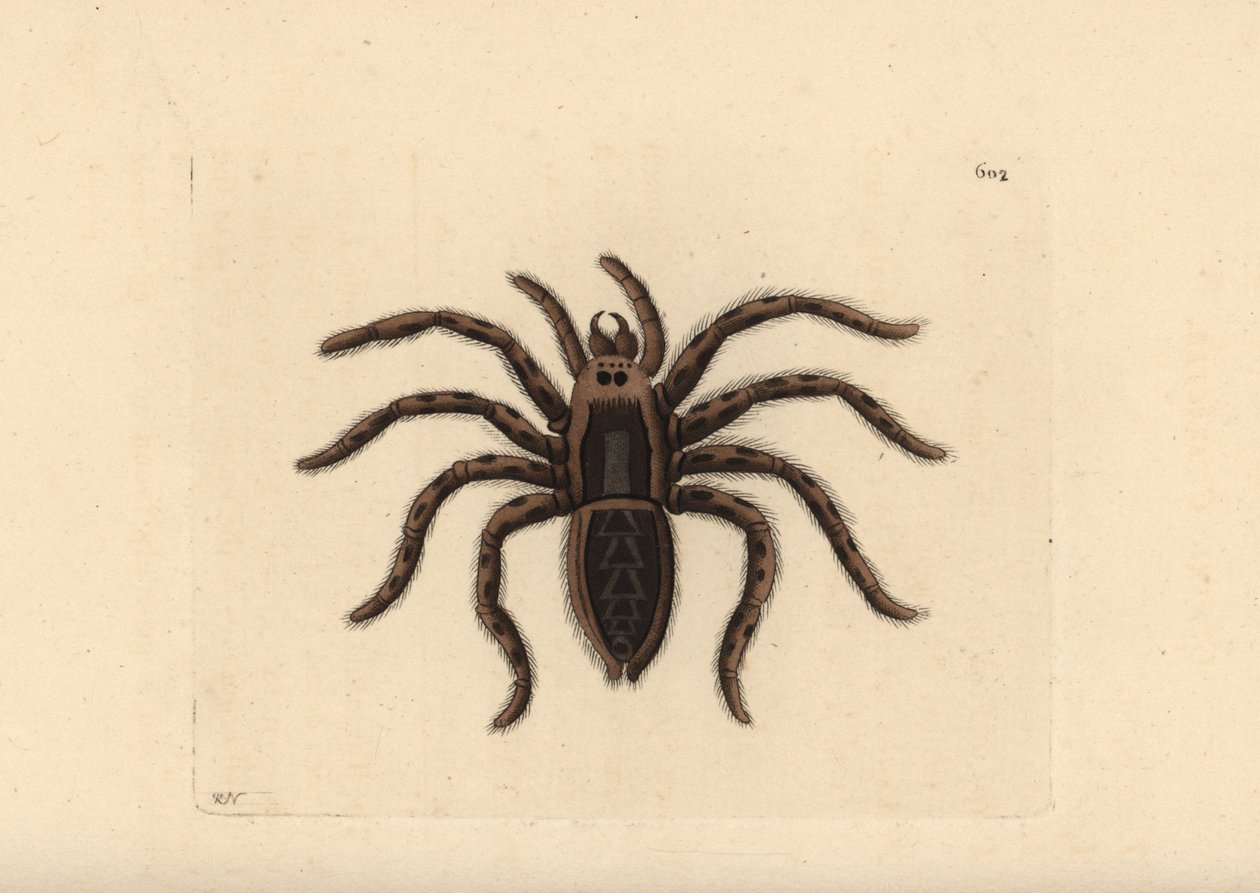 狼蛛，Lycosa tarantula（狼蛛，Aranea tarantula）。理查德-波利多尔-诺德绘制并雕刻的插图。乔治-肖和弗雷德里克-诺德的《博物学家杂录》中的手工彩色铜版雕刻，伦敦 作者 未知艺术家