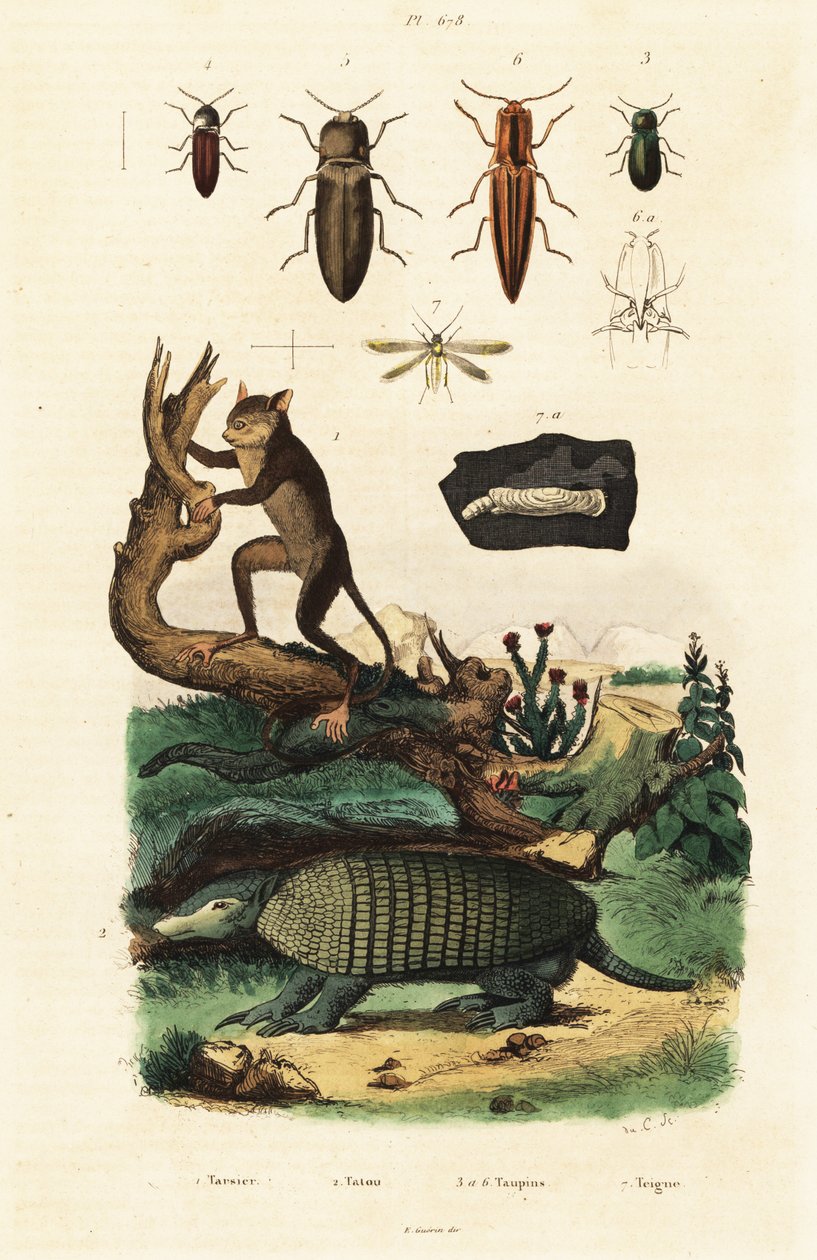 狨、犰狳和甲虫。1834-1839（雕刻） 作者 未知艺术家