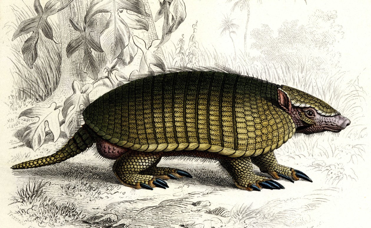 Encoubrt armadillo (Dasypus sexeinetus), edentes mammals.载于 Charles D