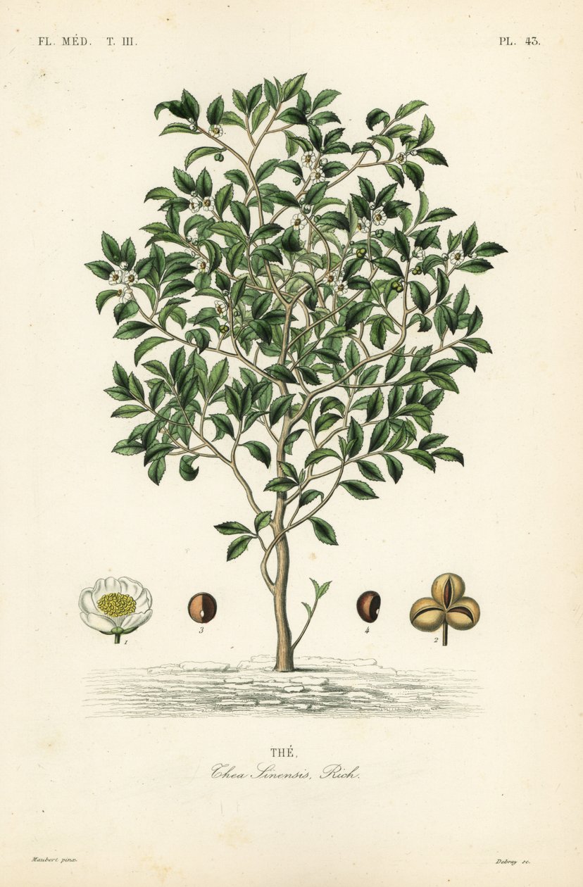 茶树或茶树，Camellia sinensis，Thea sinensis，。 作者 不明