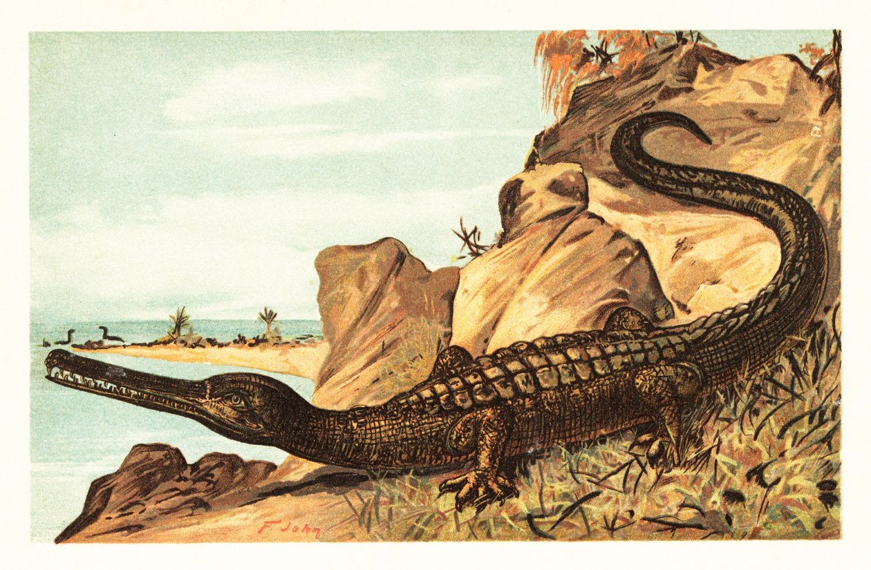 Teleosaurus cadomensis，已灭绝的海洋鳄鱼物种。1908 年（石版画） 作者 未知艺术家