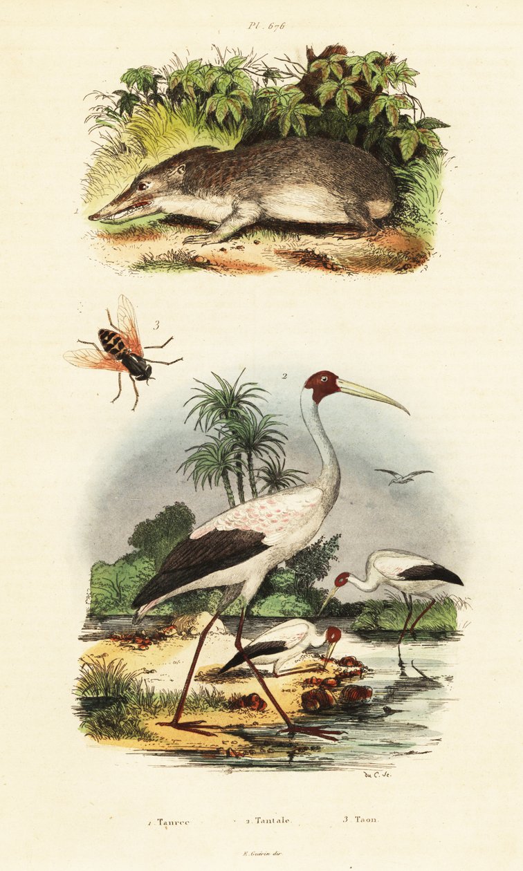 Tenrec、鹳和虻，1834-1839 年（雕刻） 作者 未知艺术家