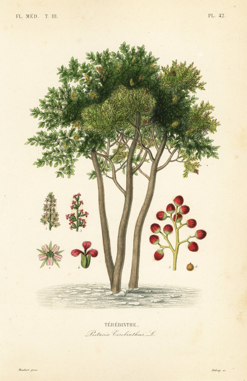 风信子或松脂树，Pistacia terebinthus, Terebinthe 作者 不明