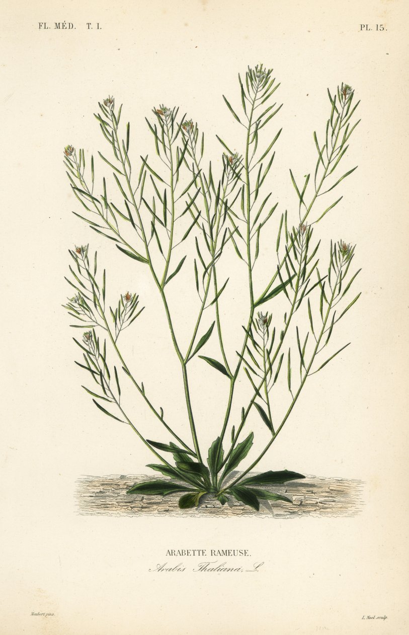 Thale cress, mouse-ear cress or arabidopsis, Arabidopsis thaliana, Arabis thaliana, Arabette rameuse 作者 不明