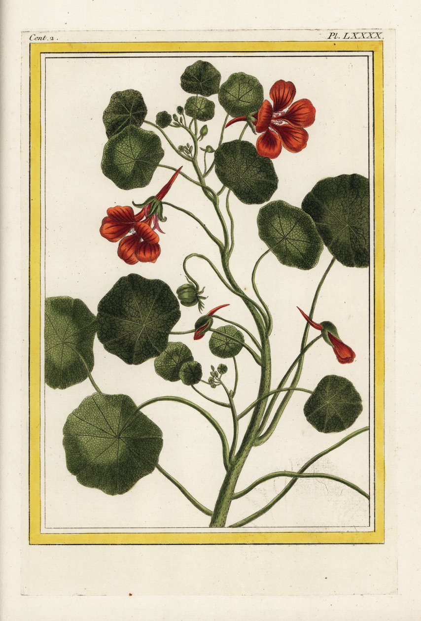 卡普钦人花园金莲花，Tropaeolum majus。皮埃尔-约瑟夫-布乔兹的手绘蚀刻版画 "中国和欧洲花园中生长的最美丽、最奇特的花卉的珍贵插图集，巴黎"。 作者 未知艺术家