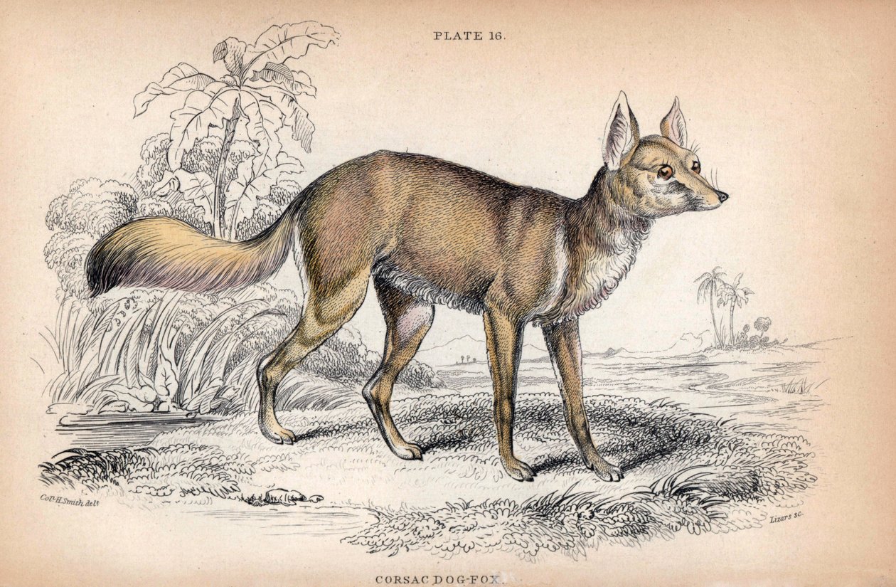 科萨奇狐（Vulpes Corsac）--查尔斯-汉密尔顿-史密斯上校为《博物学家图书馆》绘制的石版画：威廉-怡和爵士的《狗》，W. H. Lizars 版，苏格兰爱丁堡 作者 未知艺术家