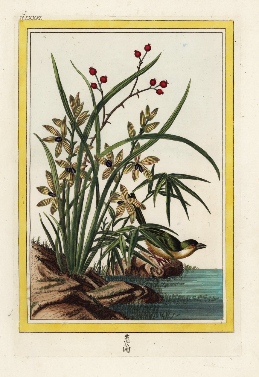 中国的榆叶梅Helleborine orchid，Cephalanthera longifolia。皮埃尔-约瑟夫-布霍兹（Pierre Joseph Buchoz）的手工彩色蚀刻版画，"最美丽、最奇特的花卉的珍贵插图集，这些花卉生长在中国和欧洲的花园中、 作者 未知艺术家