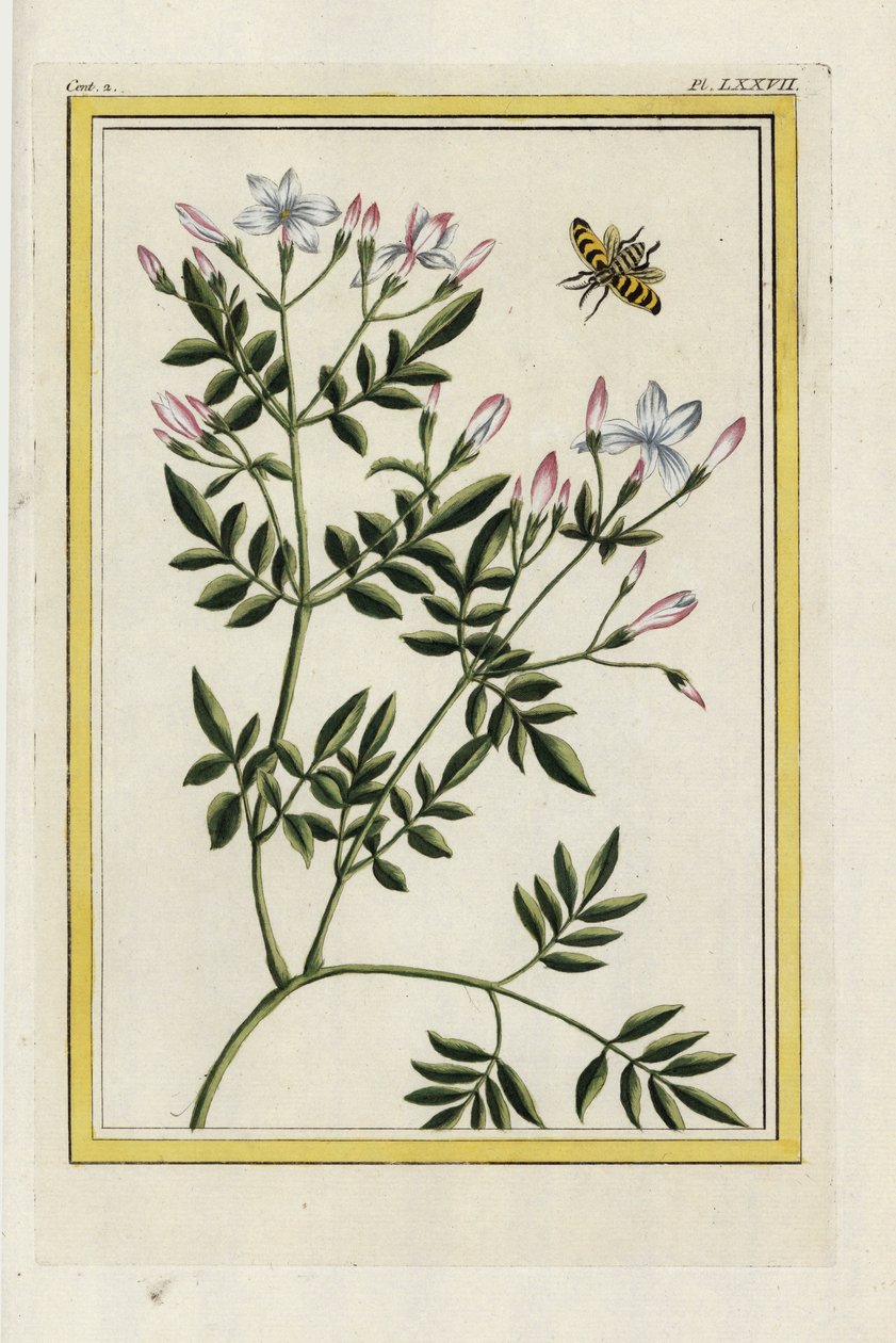 西班牙茉莉西班牙茉莉，Jasminum grandiflorum。皮埃尔-约瑟夫-布乔兹的手绘蚀刻版画 "中国和欧洲花园中生长的最美丽、最奇特的花卉的珍贵插图集，巴黎"。 作者 未知艺术家