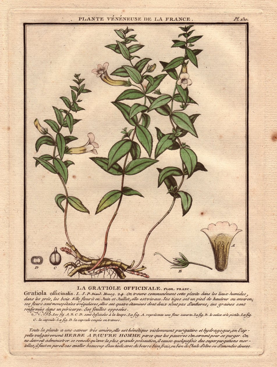 箭毒草（Gratiola officinalis）。静脉植物，描述植物、茎、叶、花和根。圣杯、雌蕊和蒴果的细节。18 世纪，《Herbier de la France》（1780-1793 年）中的 "Eau forte en couleurs"，素描、雕刻和绘图。 作者 未知艺术家