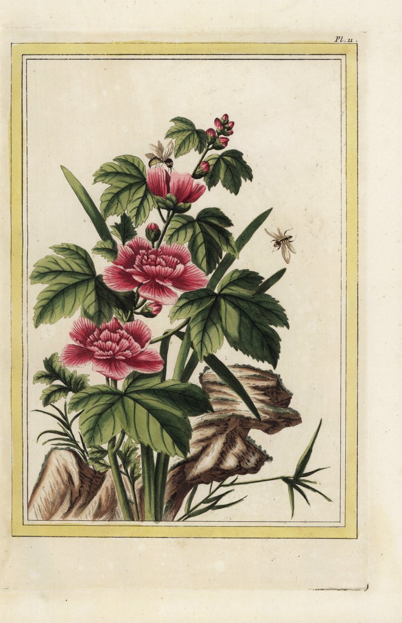 紫色的树有化身花。玫瑰锦葵，Hibiscus syriacus。皮埃尔-约瑟夫-布乔兹（Pierre Joseph Buchoz）的手工彩色蚀刻版画，"最美丽、最奇特的花卉的珍贵图文集，这些花卉生长在中国和欧洲的花园中、 作者 未知艺术家