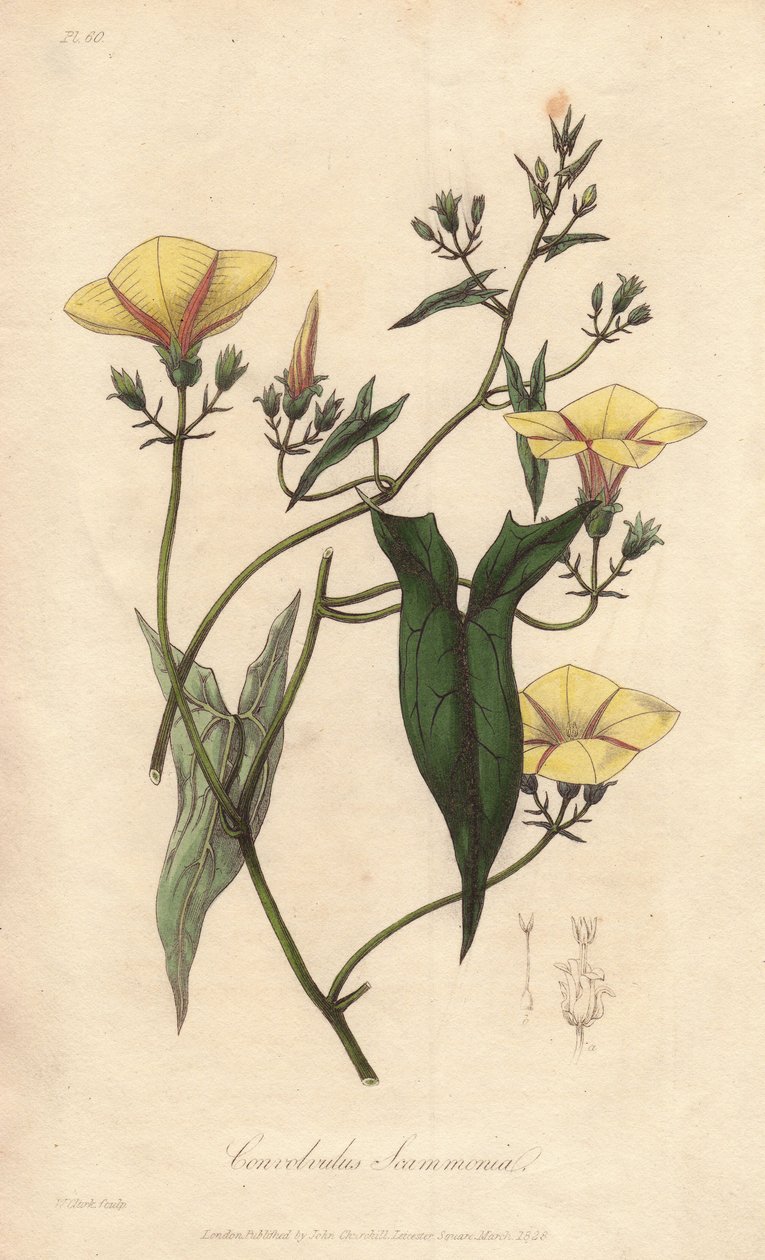 莨菪（Convolvulus scammonia）--威廉-克拉克为约翰-史蒂芬森和詹姆斯-莫尔斯-丘吉尔的《医学植物学，伦敦、爱丁堡和都柏林药用植物描述》绘制的浓水插图，由约翰-丘吉尔在伦敦出版。 作者 未知艺术家
