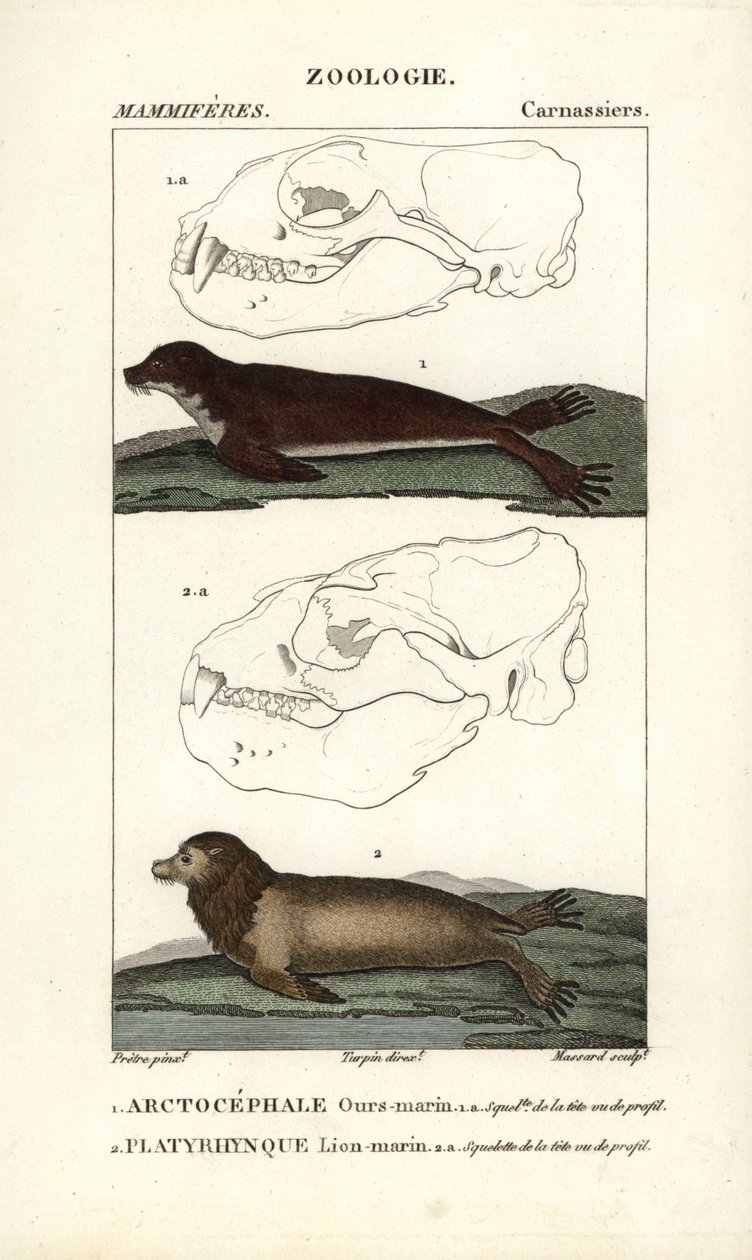海熊或北方海狗（arctocephale）和海狮或海狮（platyrhynque）--让-加布里埃尔-普雷特尔（1780-1845 年）的《Eau forte》，卡农克尔为弗雷德里克-库维尔的《自然科学词典：哺乳动物》雕刻，皮埃尔-让-弗尔编辑。 作者 未知艺术家