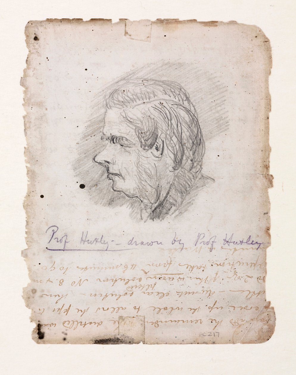 Thomas Henry Huxley, English biologist, mid-late 19th century 作者 不明