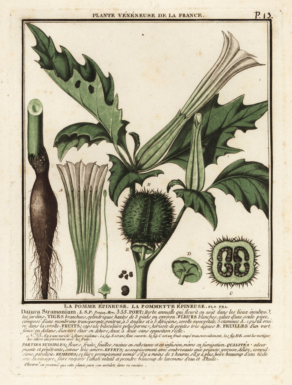 刺苹果，Datura stramonium。 作者 未知艺术家