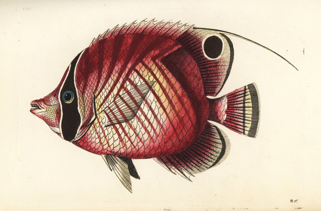线鳍蝶鱼，Chaetodon auriga（红条蝶鱼，Chaetodon setifer）。插图由理查德-波利多尔-诺德绘制并雕刻。乔治-肖和弗雷德里克-诺德的《博物学家杂录》中的手工彩色铜版雕刻，伦敦 作者 未知艺术家