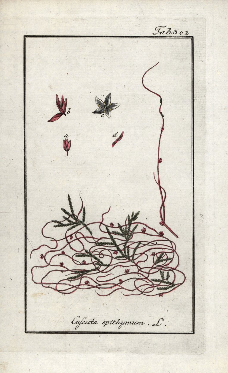 百里香簕杜鹃或小花簕杜鹃（Cuscuta epithymum）。约翰内斯-佐恩（Johannes Zorn，1739-1799 年）"Afbeelding der Artseny-Gewassen "中的石版画，荷兰 作者 未知艺术家