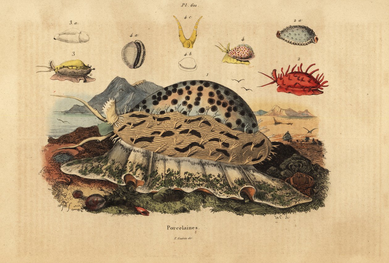 Tiger cowrie, Cypraea tigris 1, wrinkled cowrie, Nucleolaria nucleus 2, money cowrie, Monetaria moneta 3, and Ellatrivia merces 4, Porcelaines 作者 不明