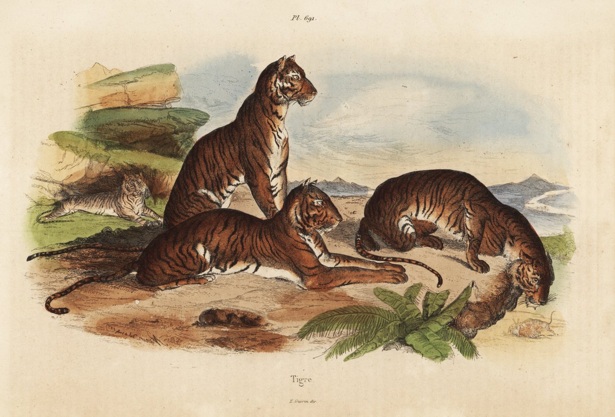 老虎，Panthera tigris，濒临灭绝 作者 不明