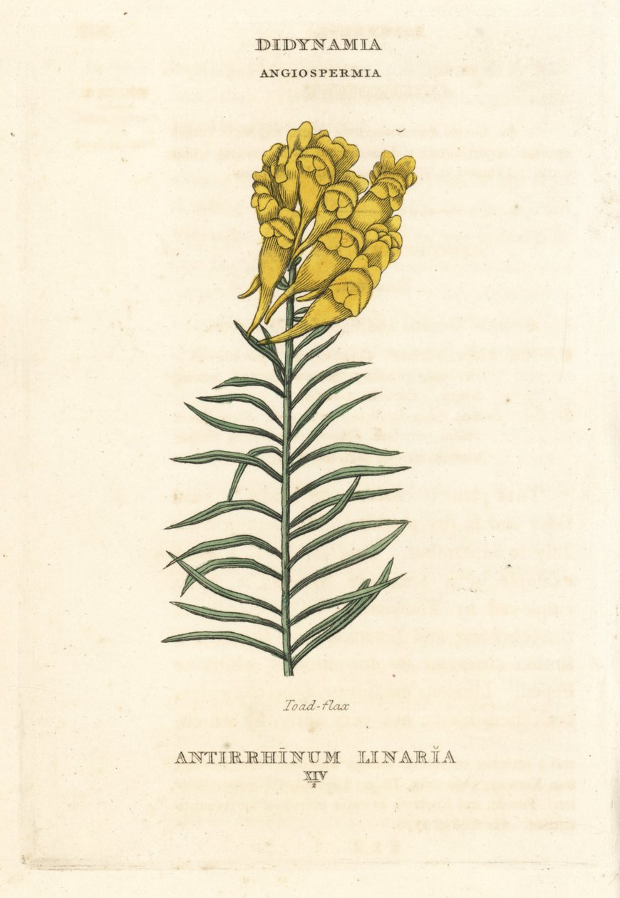 蟾酥，Linaria vulgaris (Antirrhinum linaria)。根据理查德-杜帕（Richard Duppa）所著《林奈植物学系统的茎和序》（The Claves and Orders of the Linnaean System of Botany）中的插图绘制的手工彩色铜版画，伦敦朗曼赫斯特出版社出版。 作者 未知艺术家