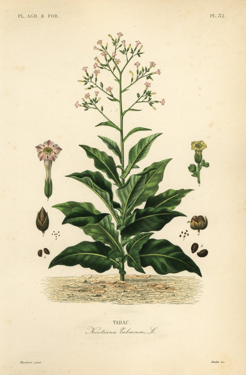 烟草植物，Nicotiana tabacum, Tabac 作者 不明