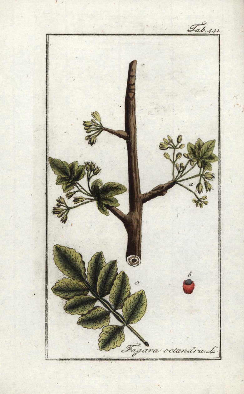 Tomentose 或 tacamac 树胶（Elaphrium tomentosum）。约翰内斯-佐恩（Johannes Zorn，1739-1799 年）"Afbeelding der Artseny-Gewassen "中的石版画，荷兰 作者 未知艺术家
