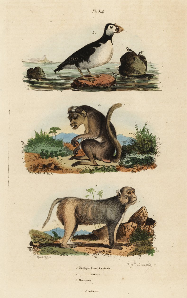 Toque 猕猴，Macaca sinica，濒危 1，恒河猴，Macaca mulatta 2，和长尾小鹦鹉，Aethia psittacula 3 作者 不明