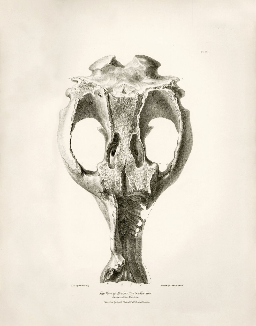 Toxodon Crane 是查尔斯-达尔文在乘坐比格尔号进行探索时在乌拉圭蒙得维的亚附近发现的一种史前动物。由菲茨罗伊船长于 1832 年至 1836 年指挥的比格尔号航程的动物学》（The Zoology of the voyage of H.M.S. Beagle under the command of Captain Fitzroy during the years 1832 to 1836），经编辑和出版。 作者 未知艺术家