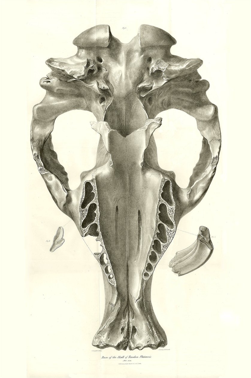 Toxodon Crane 是查尔斯-达尔文在乘坐比格尔号进行探索时在乌拉圭蒙得维的亚附近发现的一种史前动物。由菲茨罗伊船长于 1832 年至 1836 年指挥的比格尔号航程的动物学》（The Zoology of the voyage of H.M.S. Beagle under the command of Captain Fitzroy during the years 1832 to 1836），经编辑和出版。 作者 未知艺术家